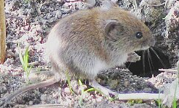 <p>What pest is this?</p>