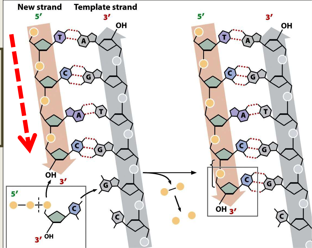 <ul><li><p> free 3’OH</p></li></ul><p></p>
