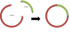 <p>restriction enzymes cut donor DNA at a *specific base sequence* to produce a DNA fragment</p><p>cut open plasmid with the *same* enzyme that cuts at the same base sequence</p><p>enzymes leave *sticky ends* on DNA fragment and plasmid (single strand of DNA with exposed bases)</p><p>*complementary* sticky end strands pair</p>