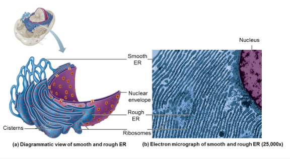 <p>consists of series of parallel, interconnected cisterns (flattened membranous tubes that enclose fluid-filled interiors)</p><p>-continuous with other nuclear membrane</p><p>two varieties:</p><p>-rough ER</p><p>-smooth ER</p>