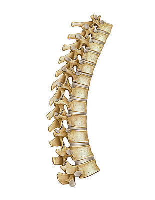 <p>The plural form of vertebra; the bones of the spinal column.</p>