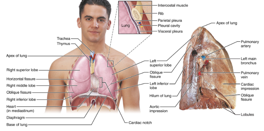 <p><span style="background-color: transparent;">Apex</span></p><ul><li><p><span style="background-color: transparent;">The superior tip of the lung</span></p></li></ul><p><span style="background-color: transparent;">Base</span></p><ul><li><p><span style="background-color: transparent;">The inferior surface rests on the diaphragm</span></p></li></ul><p><span style="background-color: transparent;">Hilium</span></p><ul><li><p><span style="background-color: transparent;">A region where structures enter and leave the lungs.</span></p></li><li><p><span style="background-color: transparent;">Structures include bronchi, blood &amp; lymphatic vessels, and nerves.</span></p></li></ul><p><span style="background-color: transparent;">Costal surface</span></p><ul><li><p><span style="background-color: transparent;">Lung surface that contacts the ribs</span></p></li></ul><p><span style="background-color: transparent;">Cardiac Notch</span></p><ul><li><p><span style="background-color: transparent;">An indentation in the left lung that accommodates the heart</span></p></li></ul><p></p>