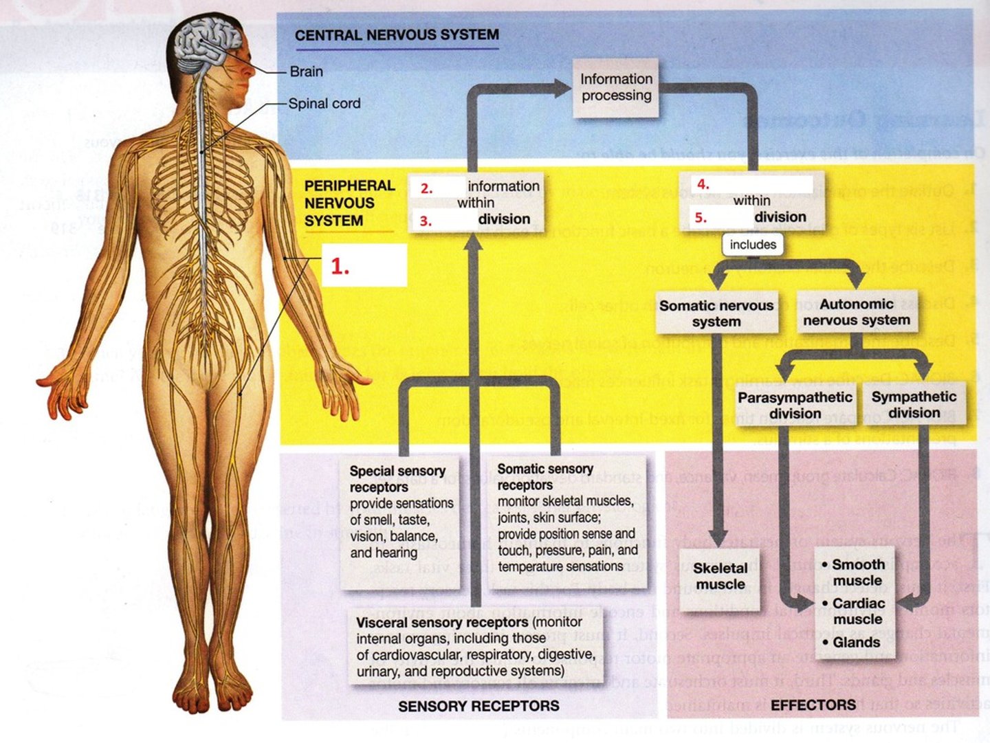 <p>- Carry motor signals away from the CNS.</p><p>- Exiting motor outputs (muscles, glands).</p>