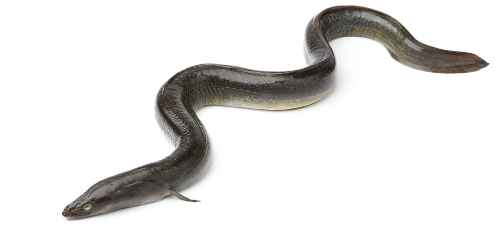 <p>eel</p>