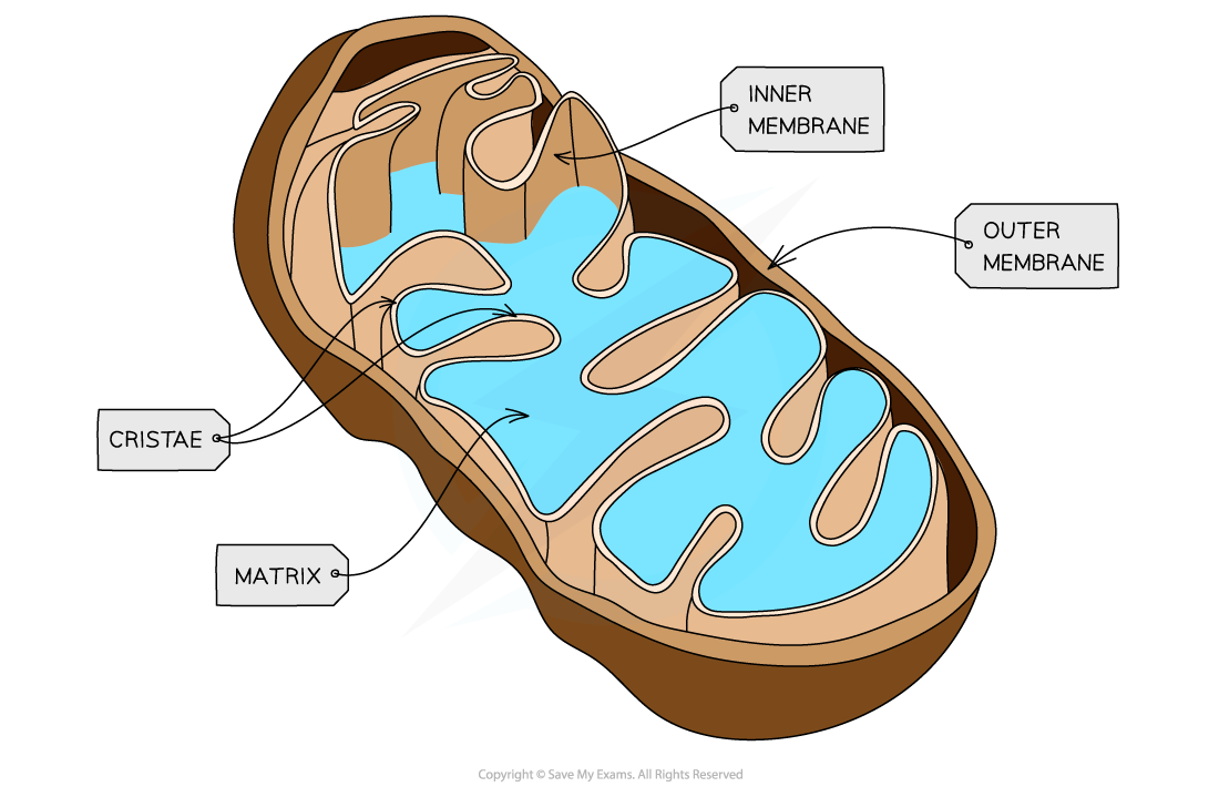 <p>What is the structure of the mitochondria?</p>
