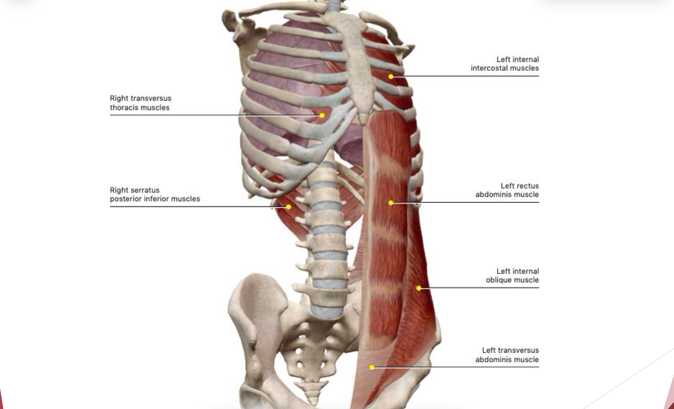 <ul><li><p>compresses abdominal viscera </p></li><li><p>tenses abdominal wall </p></li><li><p>deepest layer or abdominal muscle </p></li></ul><p></p>