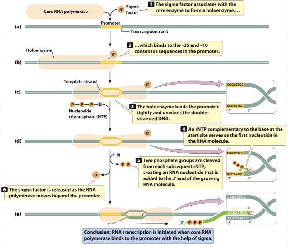 <p>What step of transcription does this represent?</p>