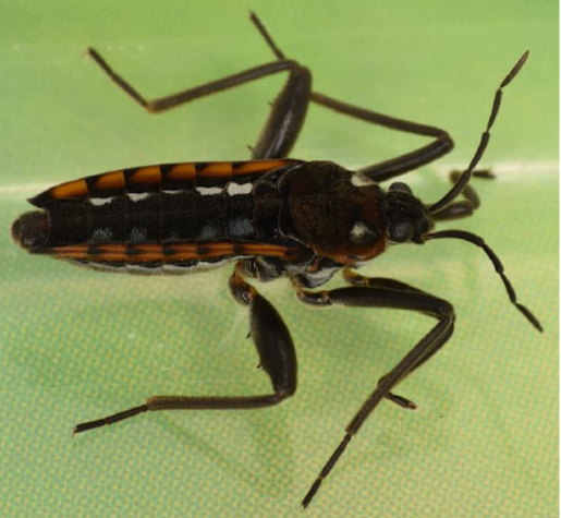 <p>Legs less elongate; leg spacing closer</p>