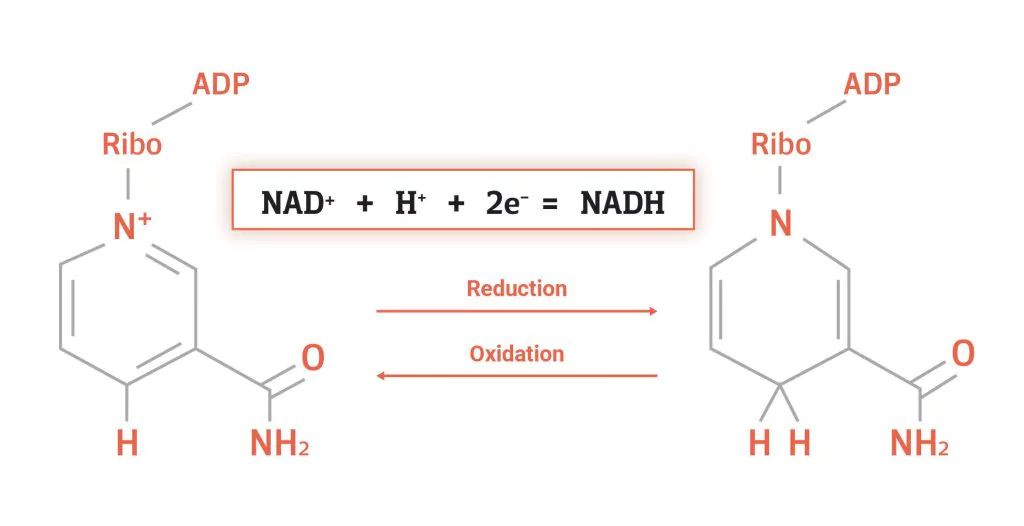 <p>observe each molecule and how it changes in redox rxns</p>