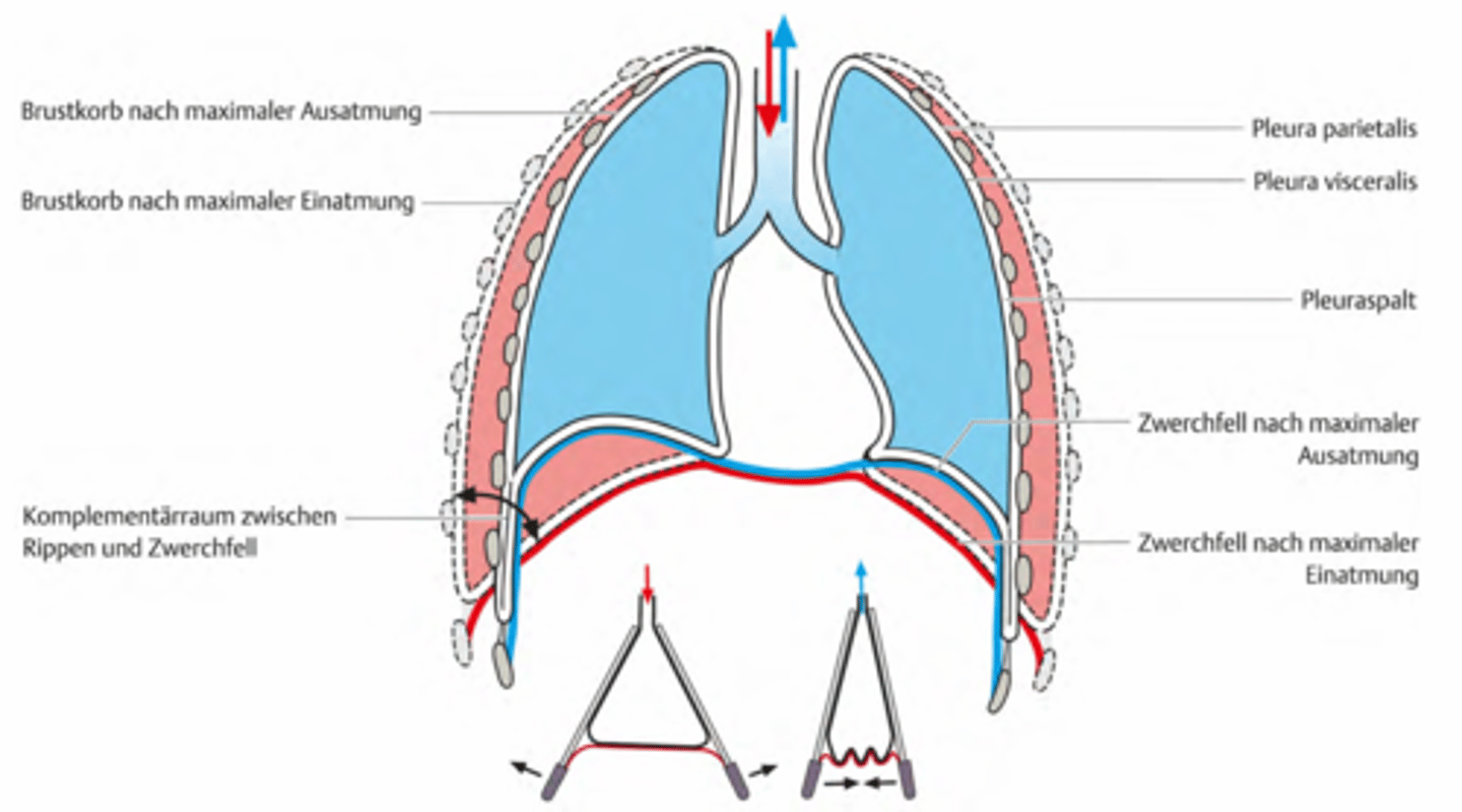 <p>Rippenatmung = Bewegung bei starker Atmung</p><p>-> Rippen sind untereinander mit Zwischenrippenmuskeln verbunden</p><p>-> Rippenatmung (=Brustatmung) ergänzt bei der aktiven Arbeit progressiv mehr</p><p>Sie verbreitert den Brustkorb - Blasebalgprinzip</p><p>-> Betrachtung des Bildes: Wie verhält sich der Brustkorb während der Atmung ?</p>