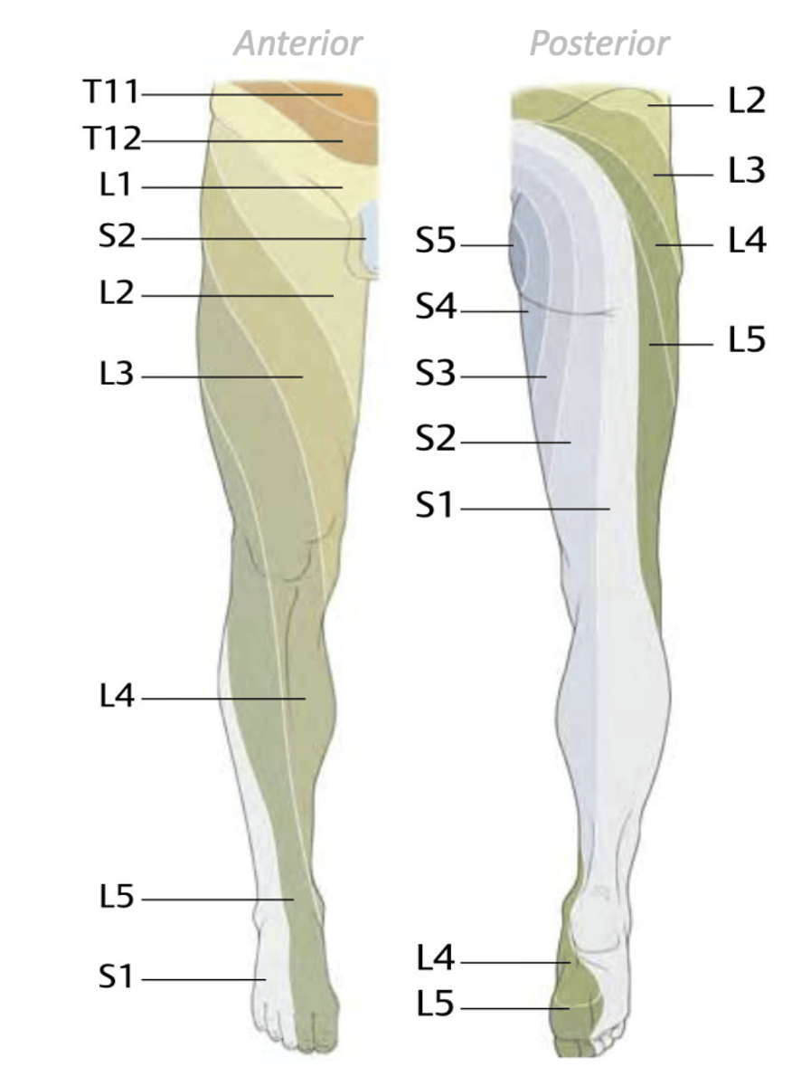 <p>spiral pattern due to limb rotation during embryonic development; most areas overlap</p>
