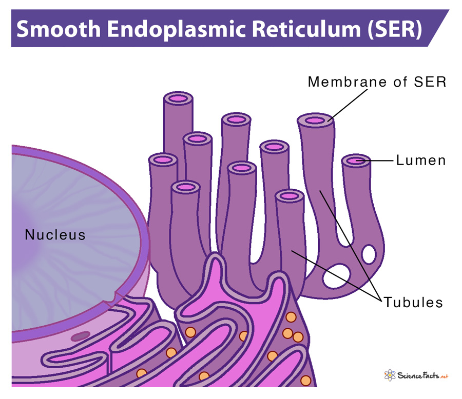 <p>SMOOTH Endoplasmic reticulum</p>