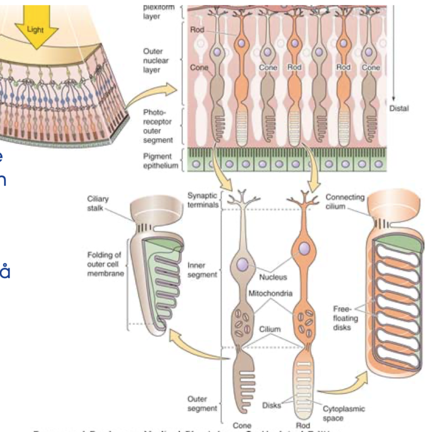 <p>De har mange <strong>membranøse skiver, disci</strong> i deres ydre segment.</p>