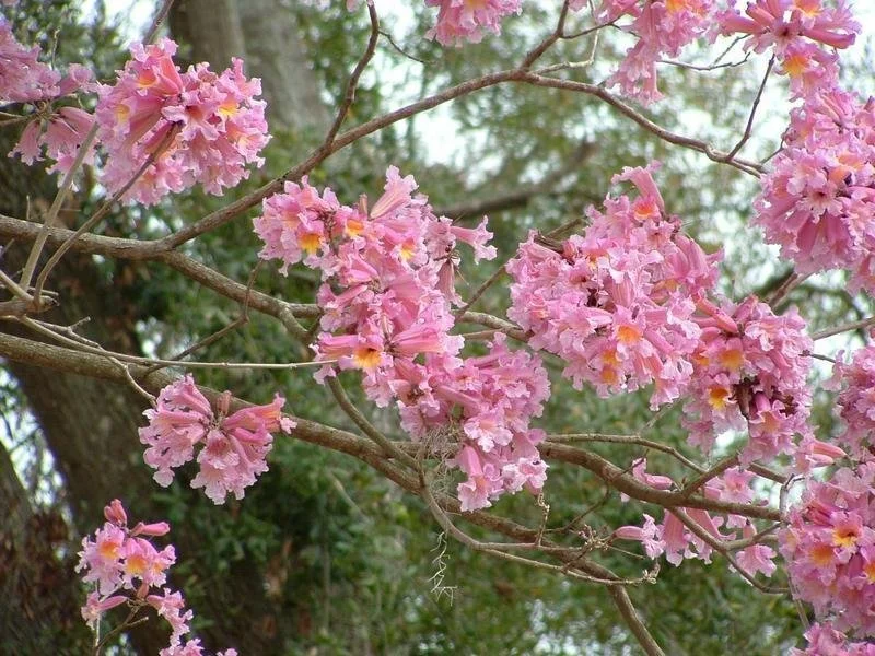 <p>pink tecoma</p>