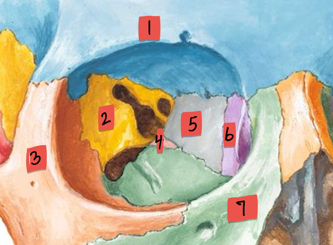 <p>What is this and name each bone</p>