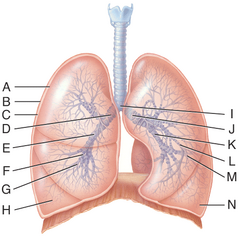 <p>F and L</p><p>—</p><p>A — Visceral pleura</p><p>B — Parietal pleura</p><p>C — Pleural cavity</p><p>D — Right main bronchus</p><p>E — Right lobar bronchus</p><p>F — Right segmental bronchus</p><p>G — Right bronchiole</p><p>H — Right terminal bronchiole</p><p>I — Carina</p><p>J — Left chain bronchus</p><p>K — Left lobar bronchus</p><p>L — Left segmental bronchus</p><p>M — Left bronchiole</p><p>N — Left terminal bronchiole</p>