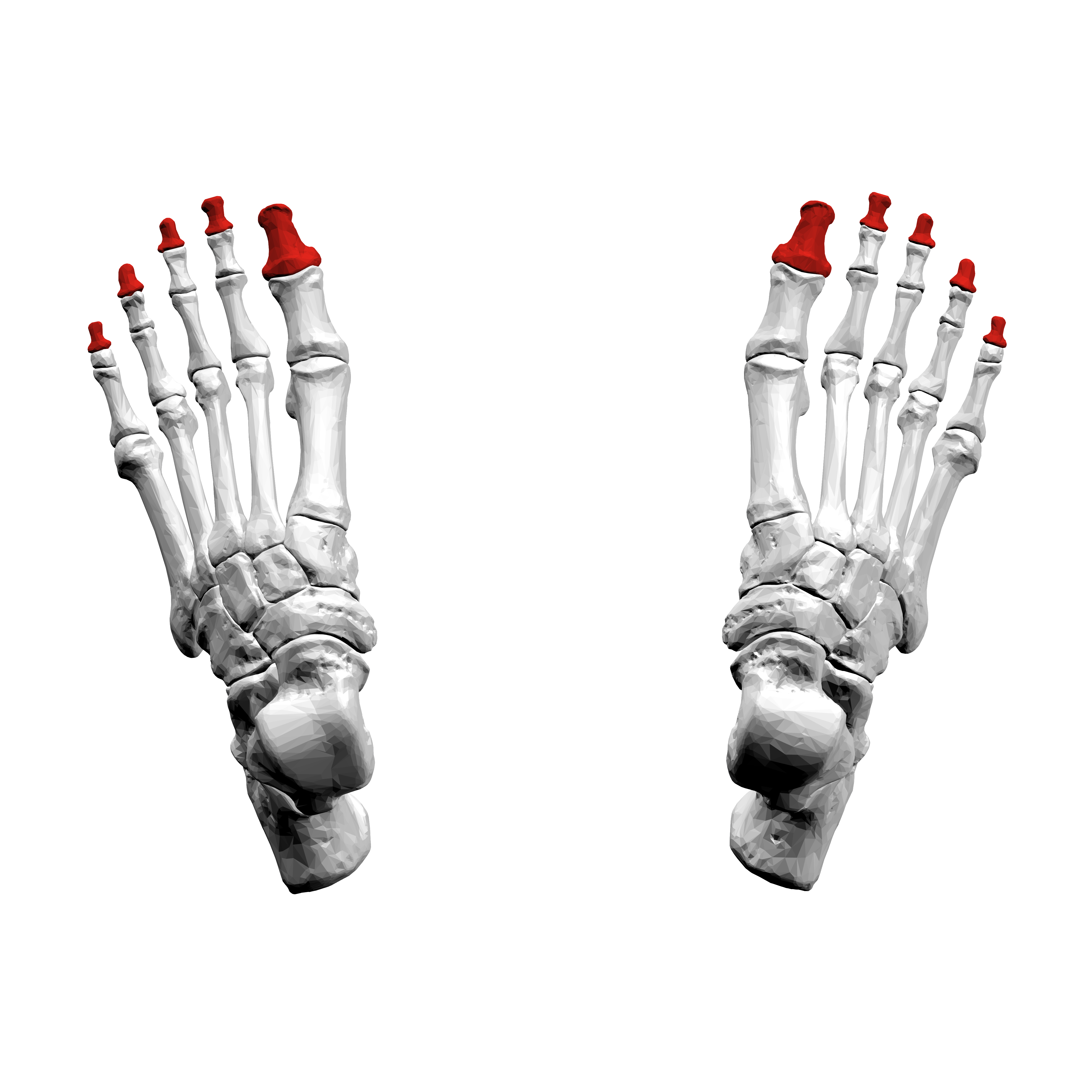 <p>Distal phalanges</p>