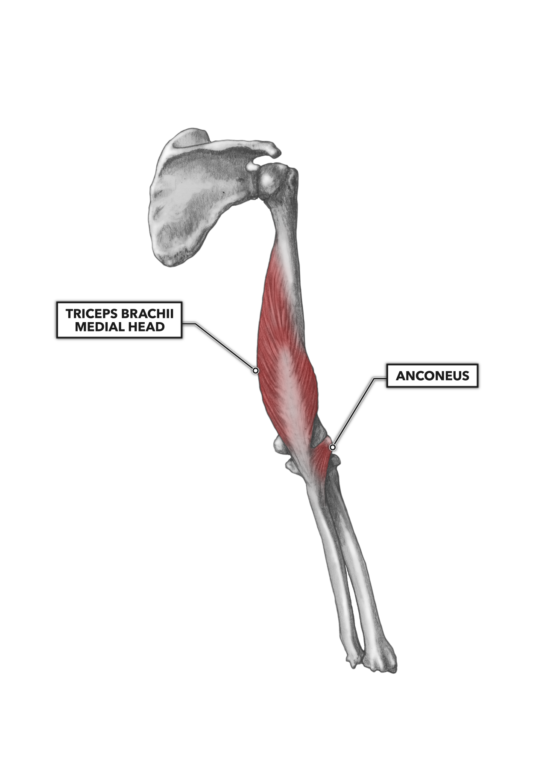 <ul><li><p><strong>Triceps brachii:</strong> main elbow extensor. See &amp; feel in elbow extension.</p></li></ul><ul><li><p><strong>Anconeus: </strong>stabilize elbow joint in extension. Expansion of the tendon</p></li></ul><p><em>Both innervated by radial n.</em></p>