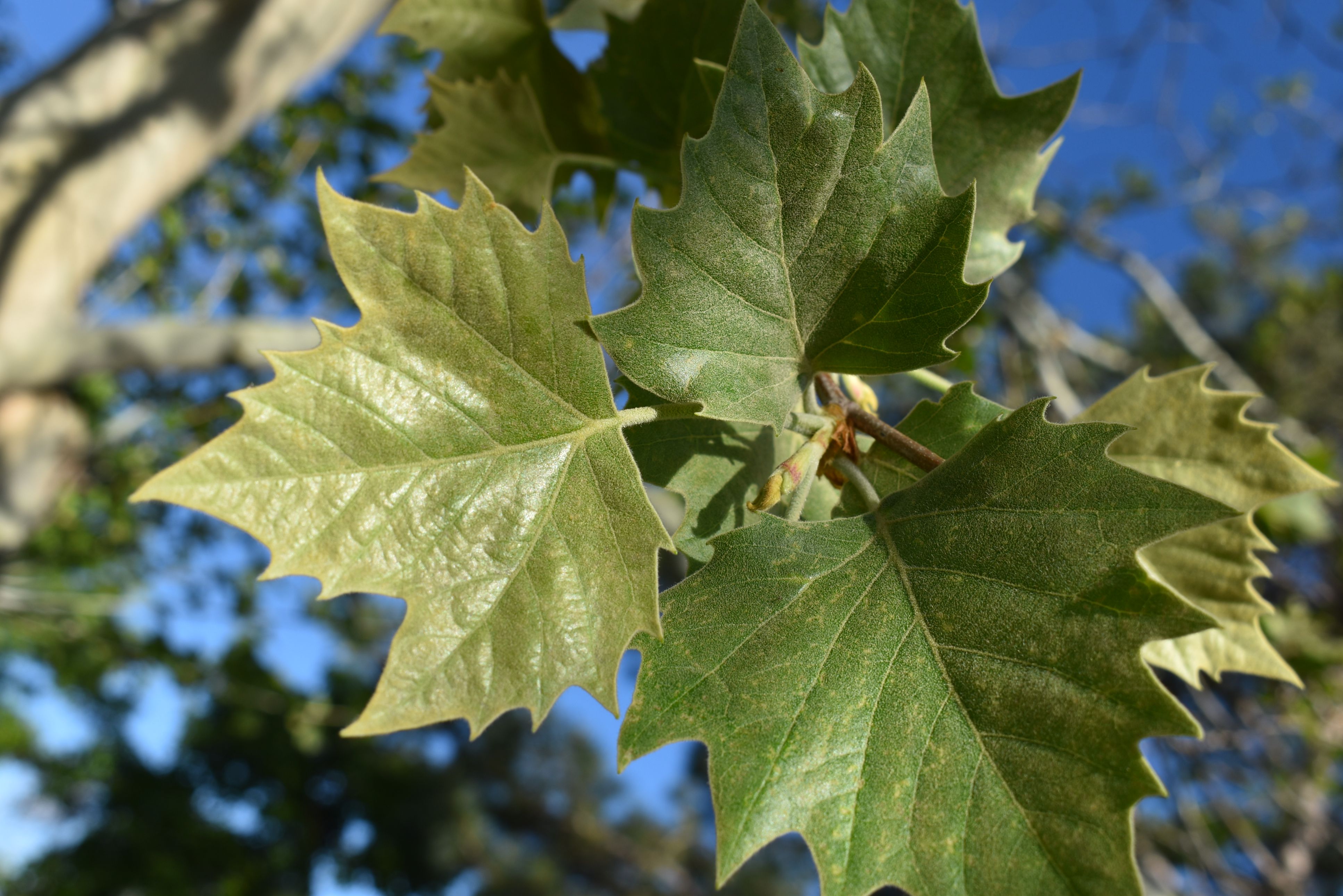<p>Platanus x acerifolia</p>