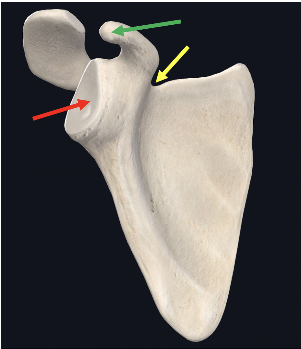 <p><span>Identify which (left or right) this bone is</span></p>