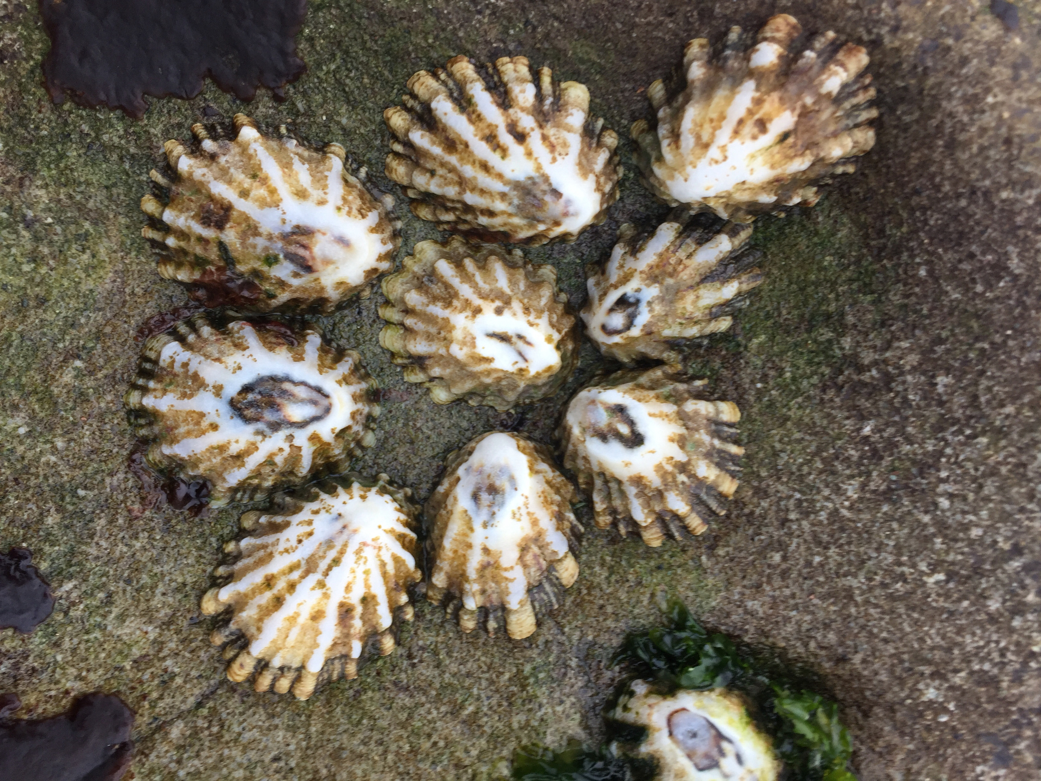 <p>Rough Limpet</p>