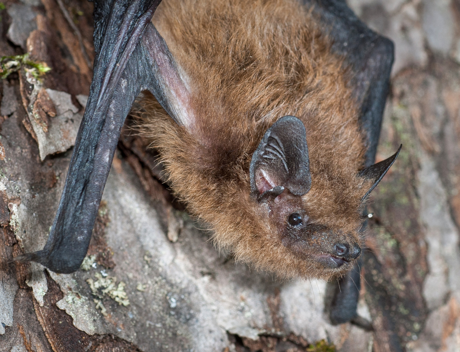 <p><span>Kroppslängd:&nbsp;39–58 mm</span></p><p><span>underarm:&nbsp;32–37&nbsp; mm</span></p><p><span>vingspann:&nbsp;220–250 mm</span></p><p></p><p><span>Vanlig i östra delarna av landet</span></p>