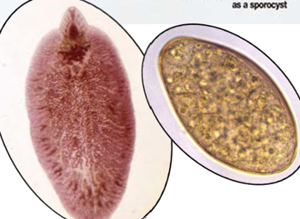 <p>Liver fluke</p><p>Cattle,&nbsp;sheep&nbsp;&amp;&nbsp;goats</p>