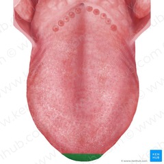 <p>Base, body, and apex.</p>