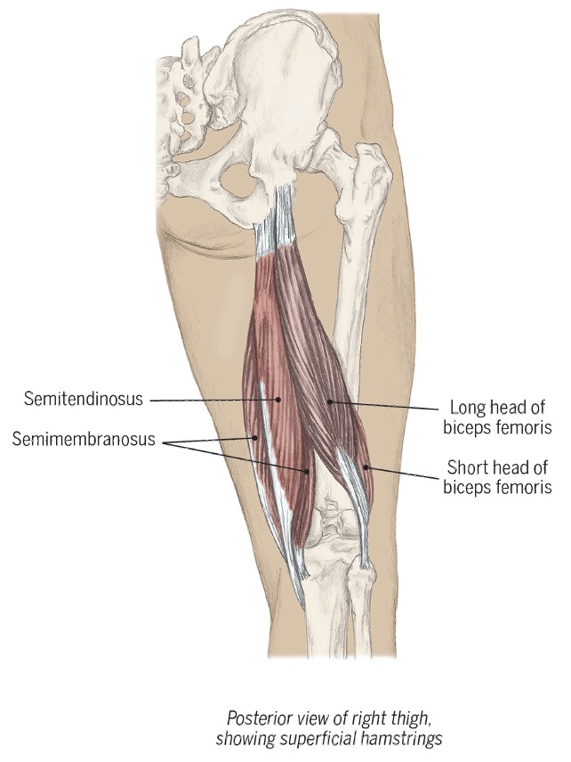 <p></p><ul><li><p><span>Extend the hip</span></p></li><li><p><span>Flex knee</span></p></li><li><p><span>Tilt pelvis posteriorly</span></p></li></ul><p style="text-align: left;"><span>The hamstring muscles provide acceleration when walking to contribute to functional mobility.</span></p>