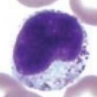 <p>what is it (Staining Blood Smears)</p>