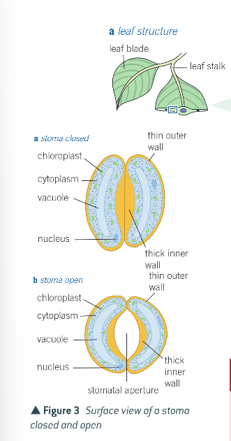 knowt flashcard image