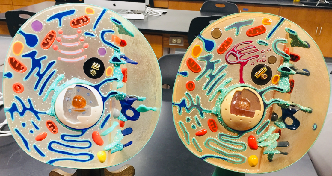 <p>chromatin</p>
