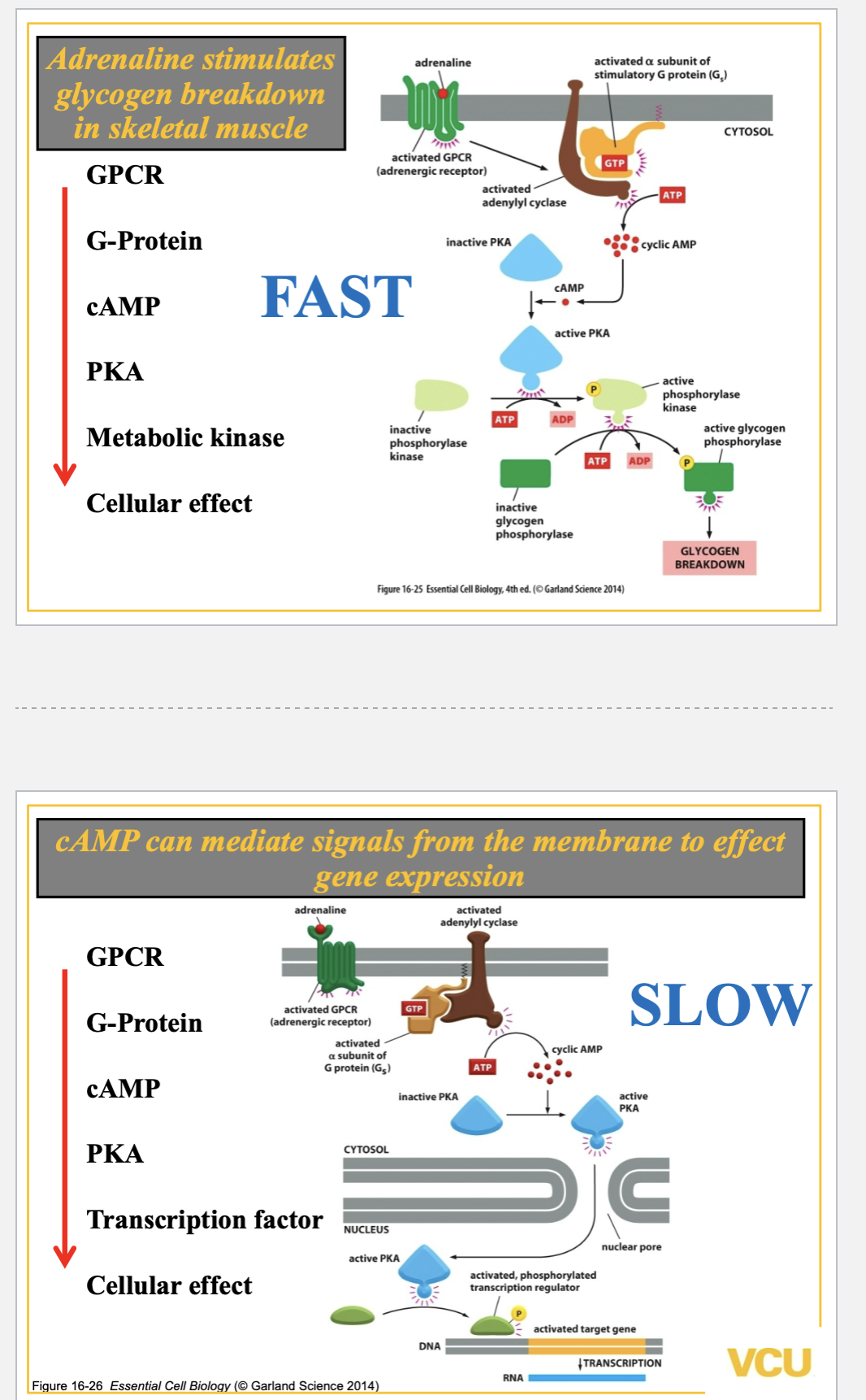 <ol><li><p>cAMP is produced by adenylyl cyclase (takes ATP and cyclases it to cAMP), located in membrane, this + G protein produce cAMP ( cAMP is not attached to the membrane, its a second messanger activated by adenylyl cyclase. </p></li></ol><ul><li><p>cAMP has many responses fast one where the end product is a metabolic kinase, which uses whats is already made ( ie. get like adrenaline) or a slow one where you get a transcription factor and you make the protein you are gonna use. </p></li><li><p>fast cascade: GPCR → G protein → adenyl → cAMP→ PKA→ metabolic kinase → effect needed. </p></li><li><p>slow cascade: GPCR → G protein → adenyl → cAMP→ PKA→ transcription factor → effect. </p></li></ul><ol start="2"><li><p>Phospholipase (c-PLC) = membrane bound, produces inositiol triphosphate [IP3] +  DAG. </p></li></ol><ul><li><p>PLC activates 2 pathways, one where IP3 activates Ca+2 to release from ER( this can start new life, like embryonic development) and DAG which activates Kinase C ( PKC).</p></li><li><p>then Ca+2 binds to calmoudin and creates a shape change. </p></li><li><p>PLC→ IP3 → Ca+2 → calmoudin. ( calmoudin can grab onto othe things) </p></li></ul><p></p>