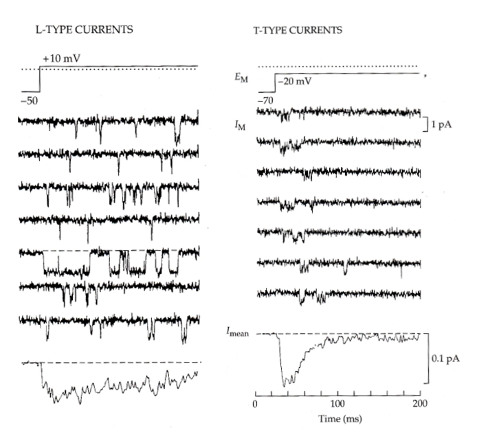 <p><span>Ensemble average of all these currents to get the macroscopic current (graph at the bottom)</span></p><p><span>-evidence of inactivation from unitary currents as opposed to the macroscopic current</span></p><p><span>- We see the current flatline in the second half, meaning a lower probability of opening- different from l-type which is dispersed throughout</span></p>