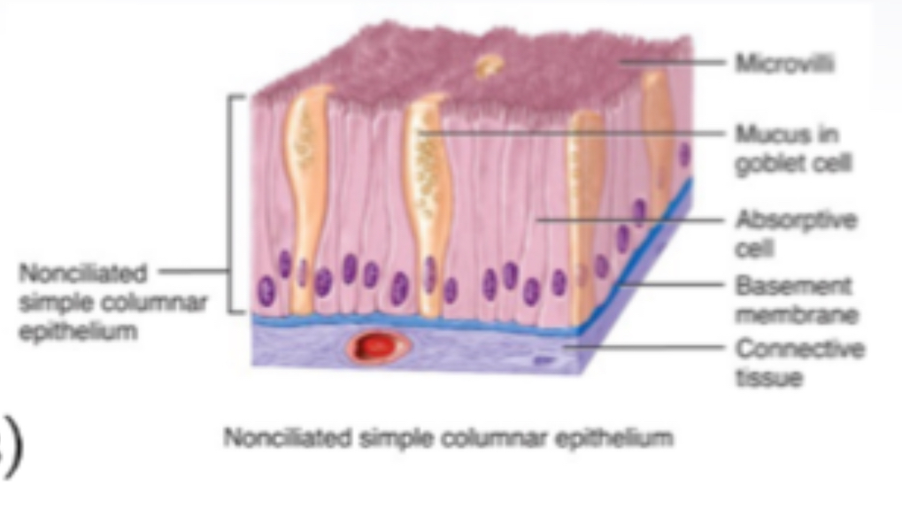 <p><span>Simple columnar epithelium</span></p>
