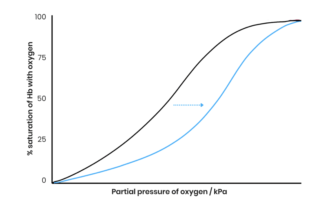 <ol><li><p> Blood <strong>CO<sub>2</sub> increases </strong>eg. due to increased rate of respiration</p></li><li><p>This <strong>lowers</strong> blood <strong>pH</strong> (more acidic)</p></li><li><p><strong>Reducing</strong> Hb’s <strong>affinity</strong> for oxygen as its shape / tertiary / quaternary <strong>structure</strong> <strong>changes</strong> slightly</p></li><li><p>So <strong>more / faster unloading </strong>of oxygen to respiring cells at a given pO2</p></li></ol><p></p>