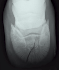 <p>About how long does it take for fractures of P3 to heal in horses?</p>
