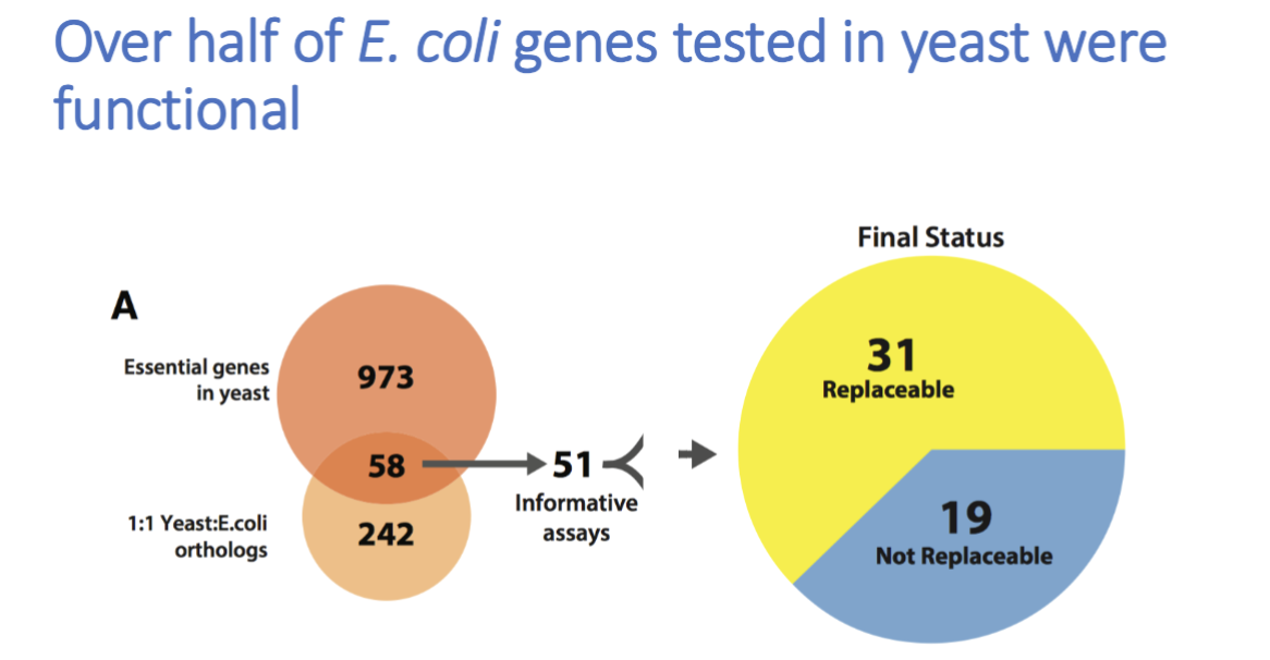 <p>e.coli vs yeast example:</p><ul><li><p>hella homologs, but functional equivalence?</p></li><li><p>experiment: rescue lethality of gene KOs in yeast by adding e.coli homolog</p></li><li><p>over half were functional, found that <strong>heme biosynthesis pathway is transferable from e.coli to yeast</strong></p></li></ul><p></p>