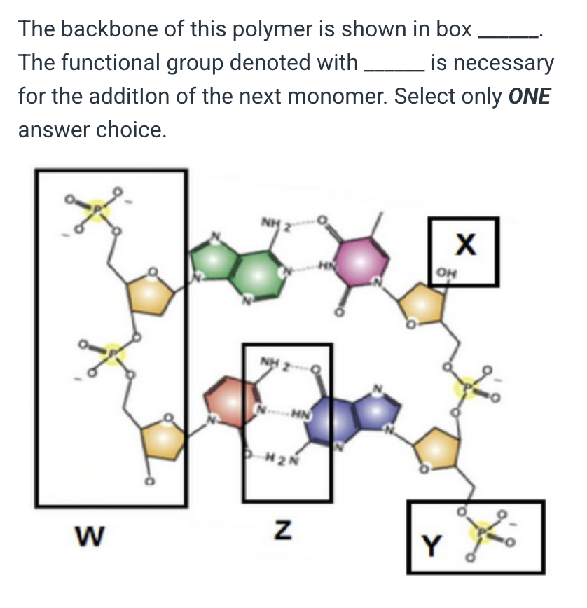 <p>W, Z</p><p></p><p>&nbsp;</p><p>X, Y</p><p>&nbsp;</p><p>W, X</p><p>&nbsp;</p><p>Y, Z</p><p>&nbsp;</p><p>Z, W</p>