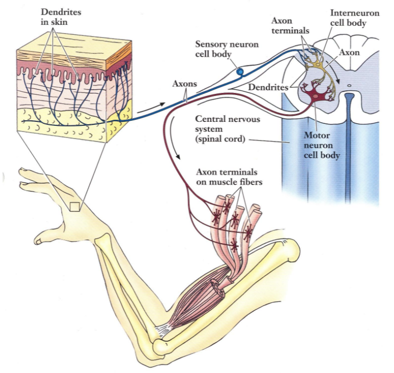 <p>Through the transmission of electrical signals through Sensory Neurons, Interneurons,</p><p>and Motor Neurons.</p>