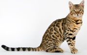 <p>welk type kat is dit</p>