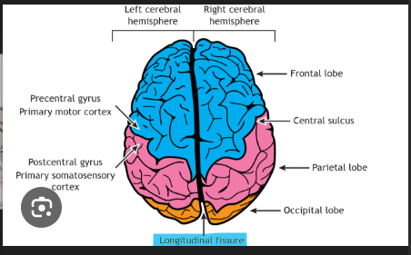 <p><span style="background-color: transparent;">separates the two halves of the brain</span></p>