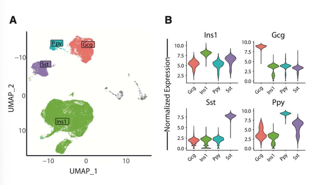 <p>gcg: glucagon found in alpha cells; Ins1: insulin found in beta cells; Ppy: pancreatic polypeptide; Sst: somatostatin in delta cells</p>
