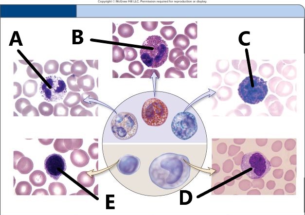 <p>In the figure, the leukocyte labeled ______ is a monocyte</p>