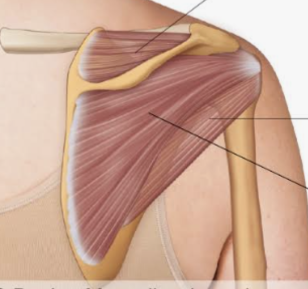 <p><span style="background-color: transparent;">Infraspinatus</span></p><p><span style="background-color: transparent;">Action, functional groups, location?</span></p>