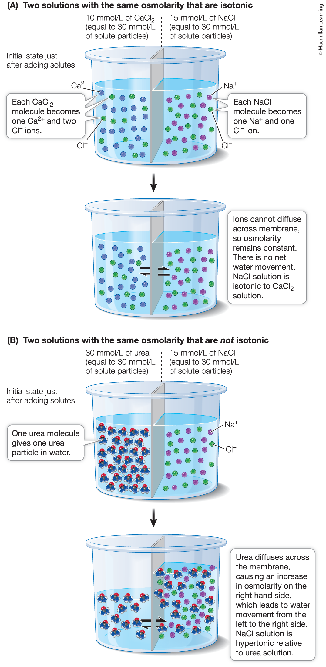 <p>Osmolarity</p>