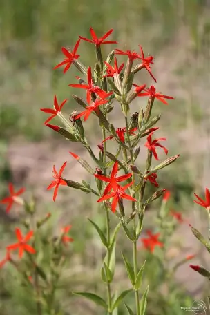 <p>Silene regia</p>