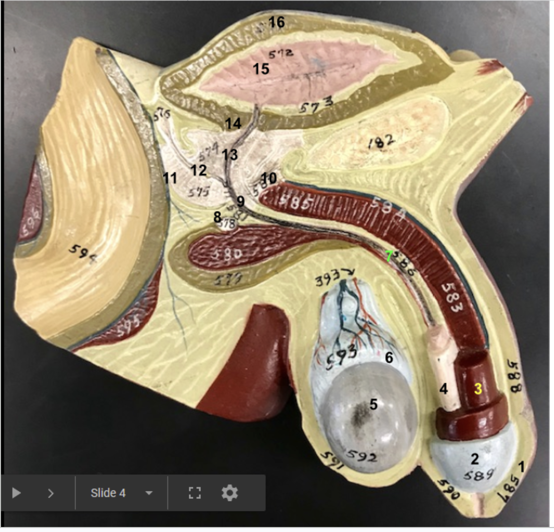 <p>1.Prepuce</p><p>2.Glans penis</p><p>3.Corpus cavernosa</p><p>4.Corpus spongiosum</p><p>5.Testis</p><p>6.Epididymis</p><p>7.Penile/Spongy urethra</p><p>8.Bulbourethral gland: secerete alkaline mucus (post erection but pre-ejaculation) to neutralize any remaining acidic urine in urethra</p><p>9.Membranous urethra</p><p>10.Urogenital diaphragm</p><p>11.Prostate gland</p><p>12.Ejaculatory duct</p><p>13.Prostatic urethra</p><p>14.Internal urethral sphincter</p><p>15.Urinary bladder with rugae</p><p>16.Detrusor muscle</p>