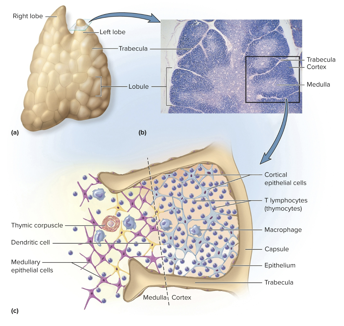 <p>Thymus: Lymphoid Organ</p>