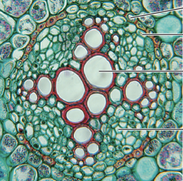 <p>Is this a monocot or a dicot?</p>